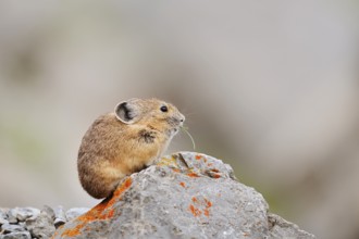 American pika (Ochotona princeps) sitting on a rock and eating, Jasper National Park, Alberta,