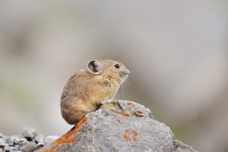 American pika (Ochotona princeps) sitting on a rock, Jasper National Park, Alberta, Canada