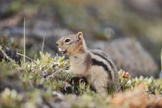 Golden mantle gopher (Callospermophilus lateralis, Spermophilus lateralis), Banff National Park,