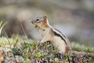Golden mantle gopher (Callospermophilus lateralis, Spermophilus lateralis), Banff National Park,