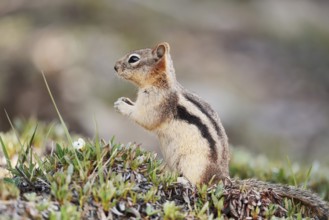 Golden mantle gopher (Callospermophilus lateralis, Spermophilus lateralis), Banff National Park,