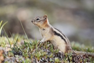 Golden mantle gopher (Callospermophilus lateralis, Spermophilus lateralis), Banff National Park,