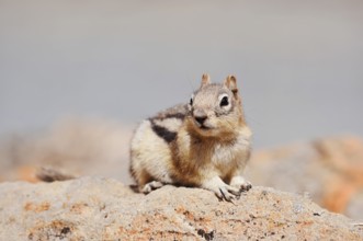 Golden mantle gopher (Callospermophilus lateralis, Spermophilus lateralis) sitting on a rock, Banff