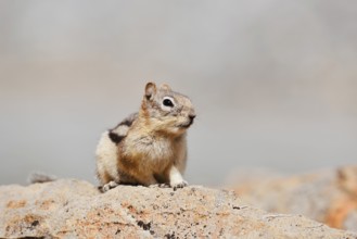 Golden mantle gopher (Callospermophilus lateralis, Spermophilus lateralis) sitting on a rock, Banff