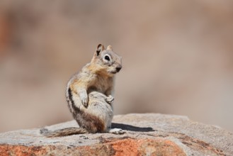 Golden mantle gopher (Callospermophilus lateralis, Spermophilus lateralis) sitting on a rock, Banff
