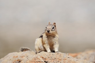 Golden mantle gopher (Callospermophilus lateralis, Spermophilus lateralis) sitting on a rock, Banff