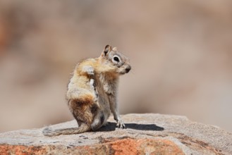 Golden mantle gopher (Callospermophilus lateralis, Spermophilus lateralis) sitting on a rock, Banff