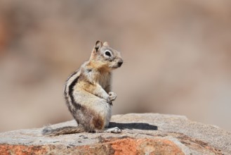 Golden mantle gopher (Callospermophilus lateralis, Spermophilus lateralis) sitting on a rock, Banff