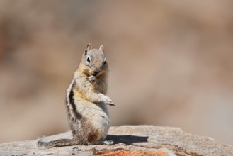 Golden mantle gopher (Callospermophilus lateralis, Spermophilus lateralis) sitting on a rock, Banff