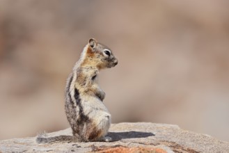 Golden mantle gopher (Callospermophilus lateralis, Spermophilus lateralis) sitting on a rock, Banff