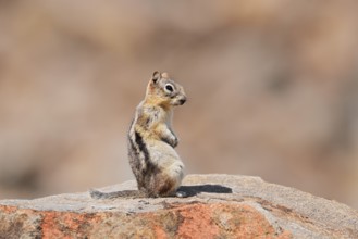 Golden mantle gopher (Callospermophilus lateralis, Spermophilus lateralis) sitting on a rock, Banff