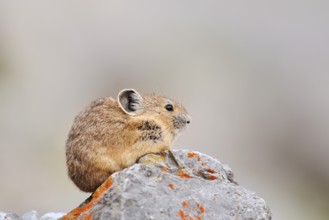 American pika (Ochotona princeps) sitting on a rock, Jasper National Park, Alberta, Canada