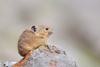 American pika (Ochotona princeps) sitting on a rock, Jasper National Park, Alberta, Canada
