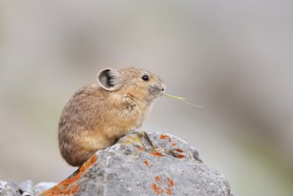 American pika (Ochotona princeps) sitting on a rock and eating, Jasper National Park, Alberta,