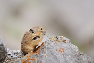 American pika (Ochotona princeps) sitting on a rock and eating, Jasper National Park, Alberta,