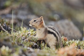 Golden mantle gopher (Callospermophilus lateralis, Spermophilus lateralis), Banff National Park,