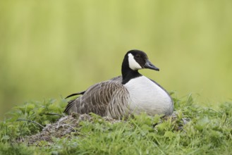 Canada goose (Branta canadensis) sitting brooding on the nest, North Rhine-Westphalia, Germany