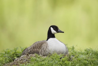 Canada goose (Branta canadensis) sitting brooding on the nest, North Rhine-Westphalia, Germany