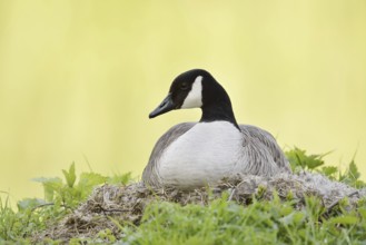 Canada goose (Branta canadensis) sitting brooding on the nest, North Rhine-Westphalia, Germany