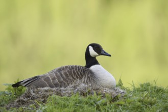 Canada goose (Branta canadensis) sitting brooding on the nest, North Rhine-Westphalia, Germany