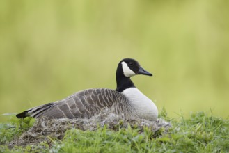 Canada goose (Branta canadensis) sitting brooding on the nest, North Rhine-Westphalia, Germany