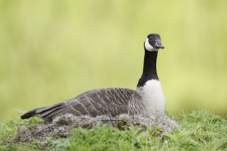 Canada goose (Branta canadensis) sitting brooding on the nest, North Rhine-Westphalia, Germany