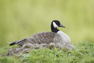 Canada goose (Branta canadensis) sitting brooding on the nest, North Rhine-Westphalia, Germany