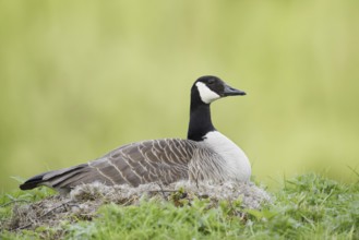 Canada goose (Branta canadensis) sitting brooding on the nest, North Rhine-Westphalia, Germany