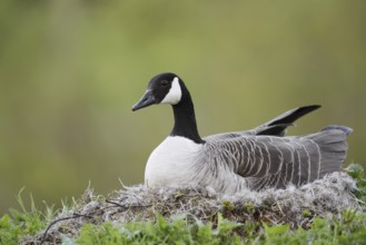 Canada goose (Branta canadensis) sitting brooding on the nest, North Rhine-Westphalia, Germany