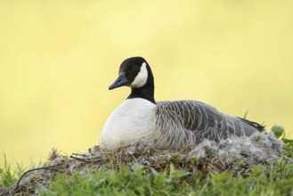 Canada goose (Branta canadensis) sitting brooding on the nest, North Rhine-Westphalia, Germany