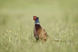 Hunting pheasant (Phasianus colchicus), cock standing in a meadow, North Rhine-Westphalia, Germany