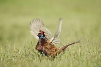 Hunting pheasant (Phasianus colchicus), cock mating in a meadow, North Rhine-Westphalia, Germany