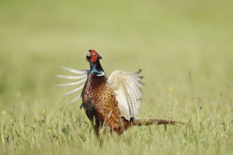 Hunting pheasant (Phasianus colchicus), cock mating in a meadow, North Rhine-Westphalia, Germany