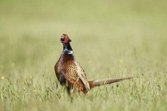 Hunting pheasant (Phasianus colchicus), cock stands calling in a meadow, North Rhine-Westphalia,