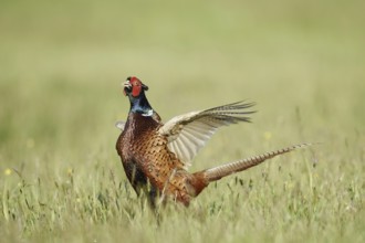 Hunting pheasant (Phasianus colchicus), cock mating in a meadow, North Rhine-Westphalia, Germany