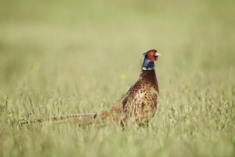 Hunting pheasant (Phasianus colchicus), cock standing in a meadow, North Rhine-Westphalia, Germany