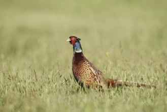 Hunting pheasant (Phasianus colchicus), cock standing in a meadow, North Rhine-Westphalia, Germany