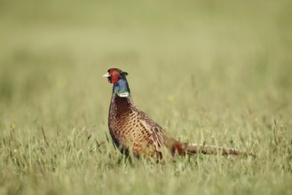 Hunting pheasant (Phasianus colchicus), cock standing in a meadow, North Rhine-Westphalia, Germany