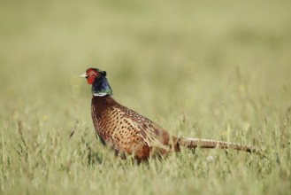 Hunting pheasant (Phasianus colchicus), cock standing in a meadow, North Rhine-Westphalia, Germany