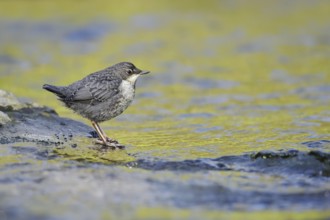 White-throated Dipper (Cinclus cinclus), young bird standing on a stone in the water, North