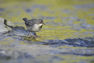 White-throated Dipper (Cinclus cinclus), young bird standing on a stone in the water, North