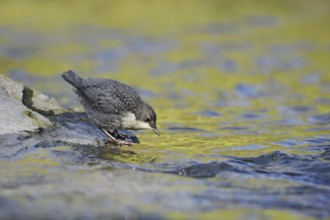 White-throated Dipper (Cinclus cinclus), young bird standing on a stone in the water, North