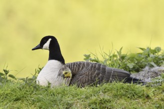 Canada goose (Branta canadensis) with chicks, North Rhine-Westphalia, Germany