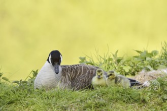 Canada goose (Branta canadensis) with chicks, North Rhine-Westphalia, Germany