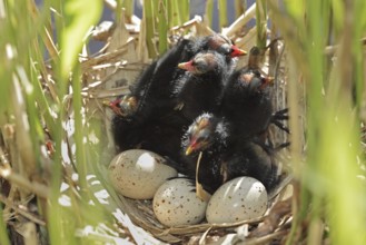 Moorhen (Gallinula chloropus), chicks and eggs in the nest, North Rhine-Westphalia, Germany