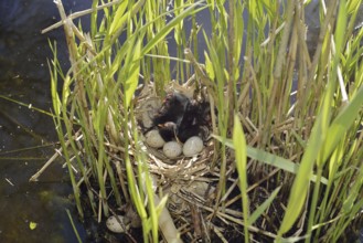 Moorhen (Gallinula chloropus), chicks and eggs in the nest, North Rhine-Westphalia, Germany
