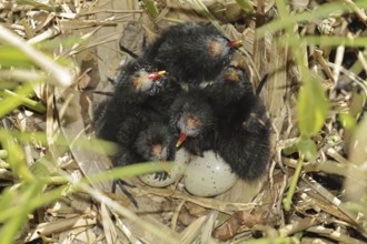 Moorhen (Gallinula chloropus), chicks and eggs in the nest, North Rhine-Westphalia, Germany
