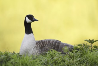Canada goose (Branta canadensis), North Rhine-Westphalia, Germany