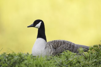 Canada goose (Branta canadensis), North Rhine-Westphalia, Germany