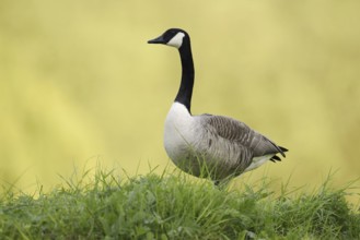 Canada goose (Branta canadensis), North Rhine-Westphalia, Germany